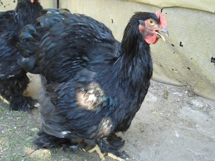 062 - Tineret 2011