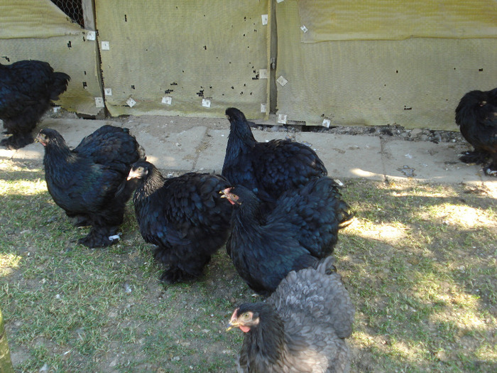 DSC04418 - Tineret 2011
