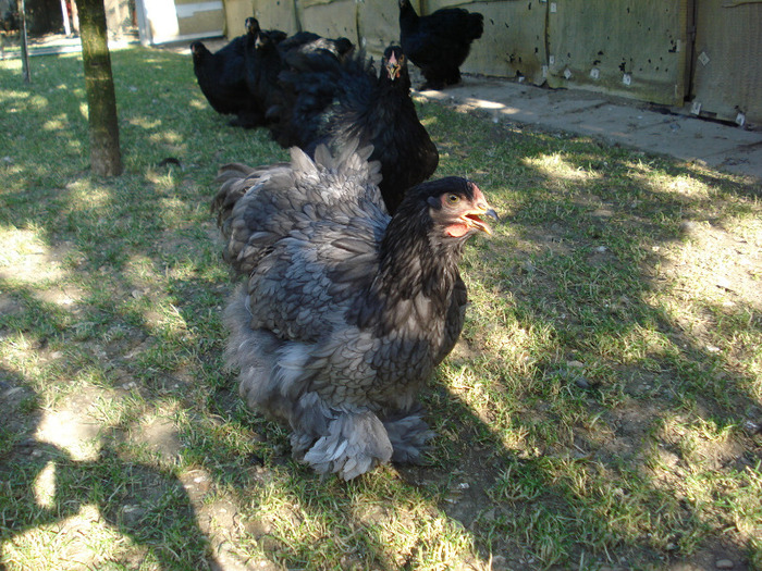 DSC04419 - Tineret 2011