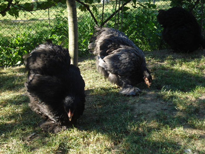 DSC04423 - Tineret 2011