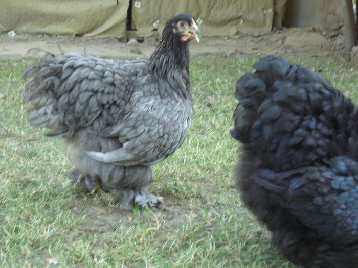 DSC04443 - Tineret 2011