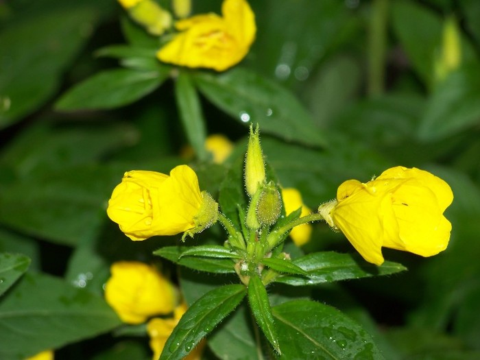 100_7980 - Iunie 2011