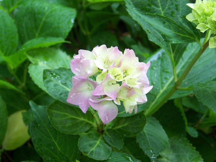 100_7985 - Iunie 2011