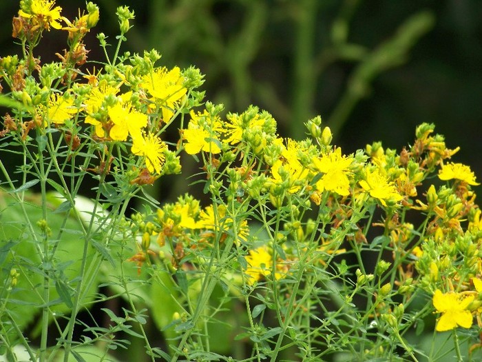 100_8012 - Iunie 2011