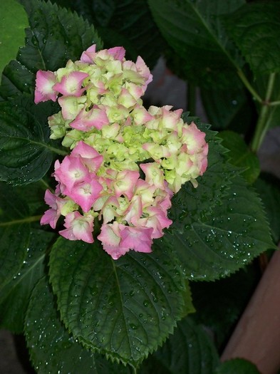 100_8067 - Iunie 2011