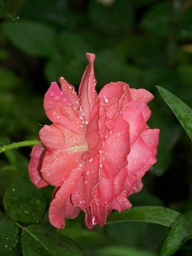 100_8073 - Iunie 2011