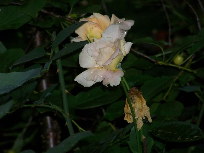 100_8135 - Iunie 2011