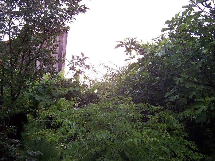 100_8161 - Iunie 2011