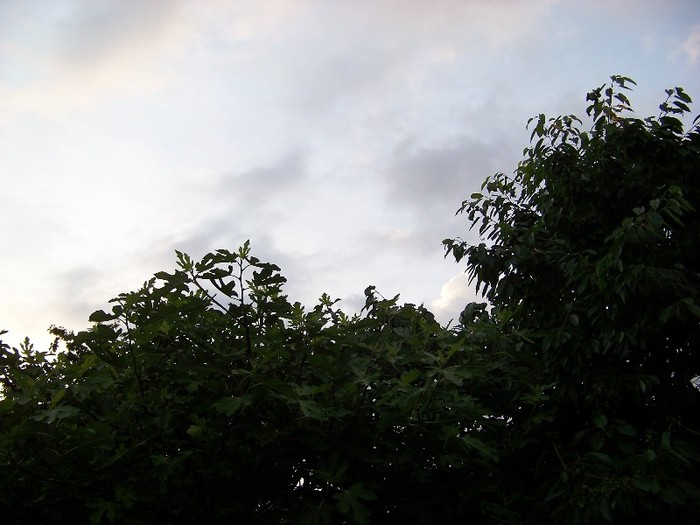 100_8162 - Iunie 2011