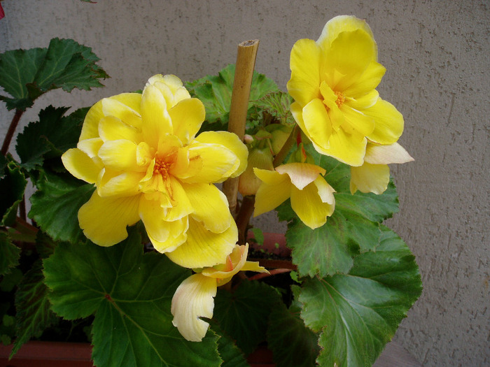 begonia dubla