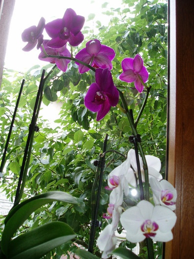 P1010058