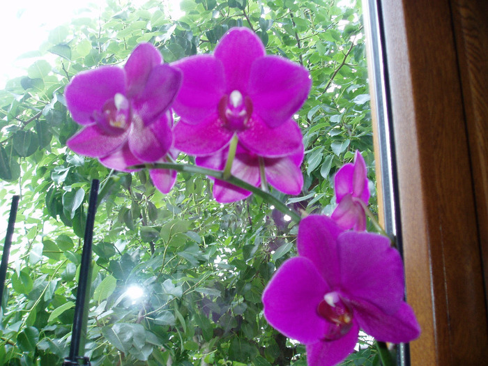 15 lei, Baumax