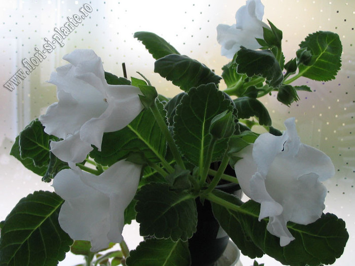 Gloxinia Mont blanc 5 - GLOXINIA _ SINNINGIA