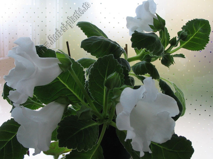 Gloxinia Mont blanc 6 - GLOXINIA _ SINNINGIA