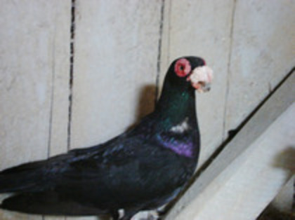 Berber Indian 04 - Porumbelul Indian