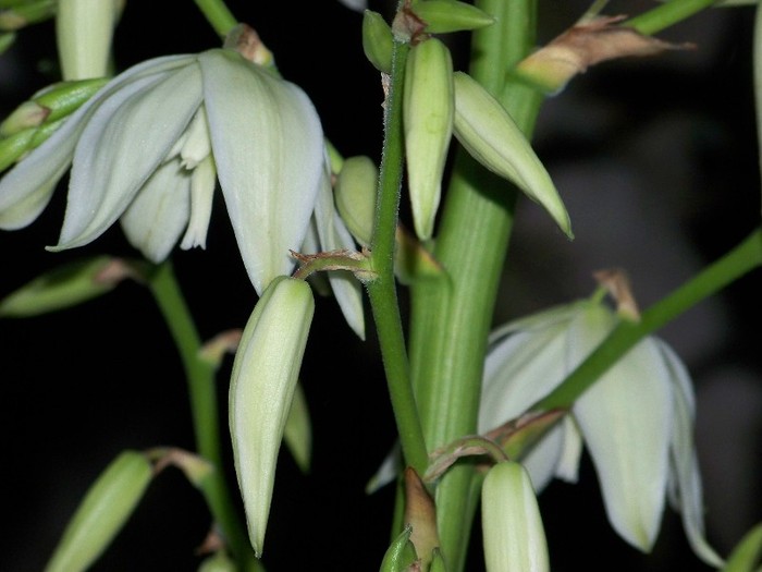 100_8316 - Yucca filamentosa