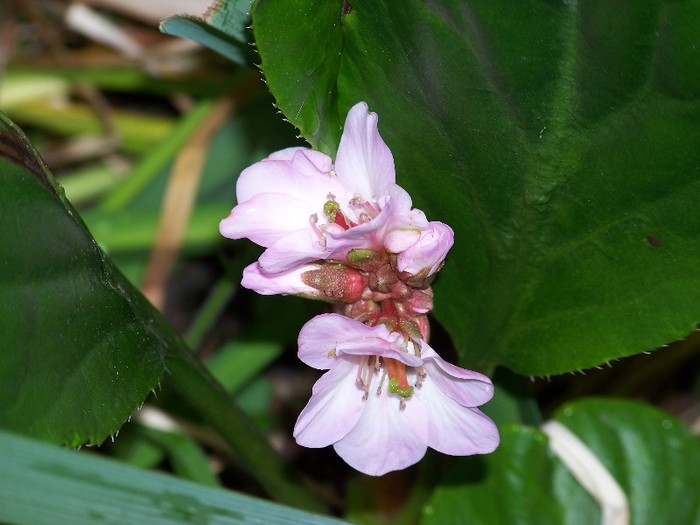 100_8503 - Bergenia