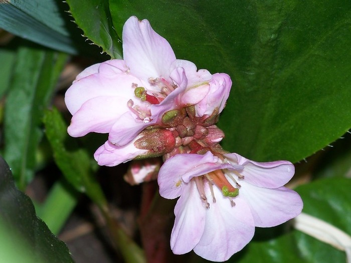 100_8504 - Bergenia