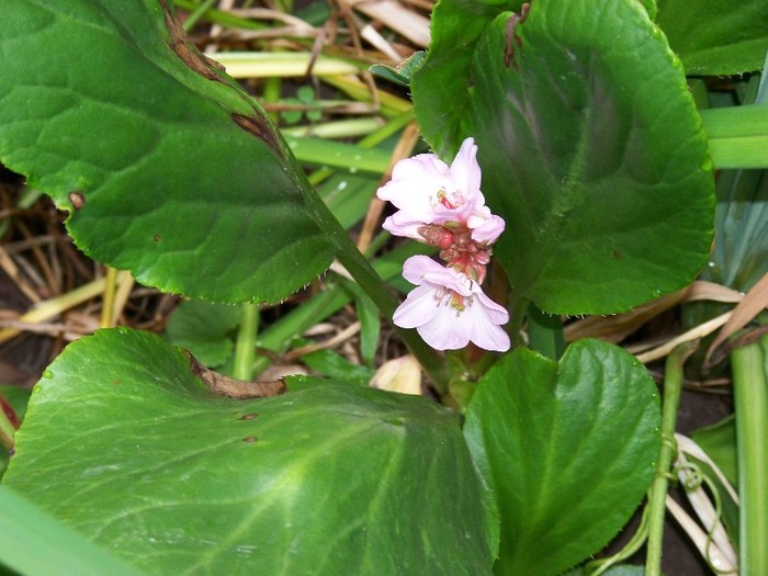 100_8505 - Bergenia