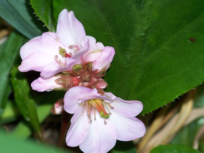 100_8559 - Bergenia