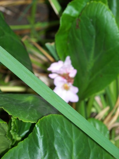 100_8560 - Bergenia