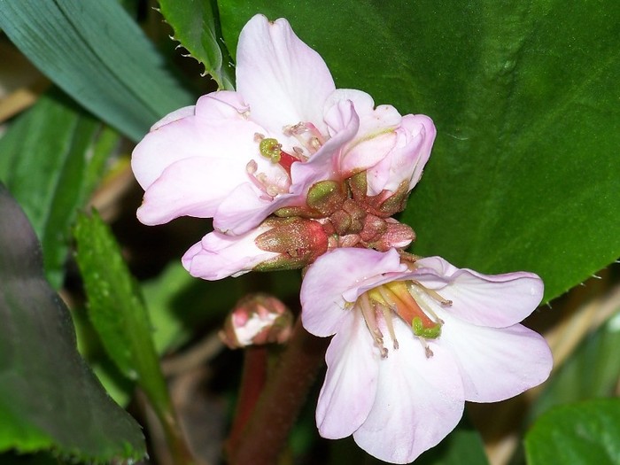 100_8562 - Bergenia