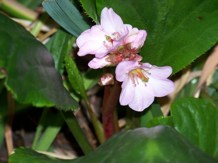 100_8563 - Bergenia