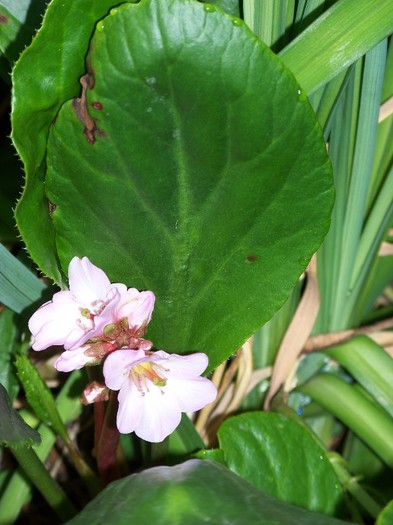 100_8564 - Bergenia