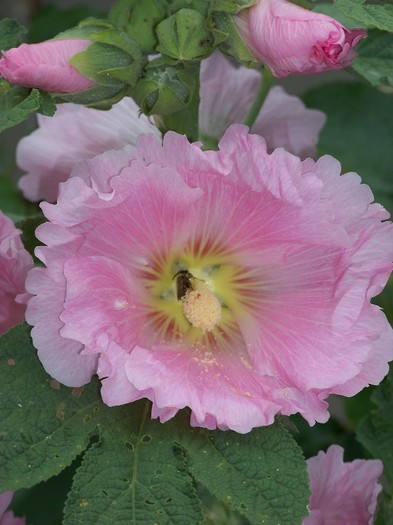 100_8240 - Iunie 2011