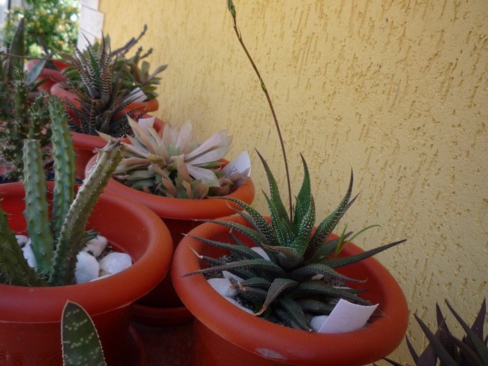 MsiG 020 - cactusi si suculente