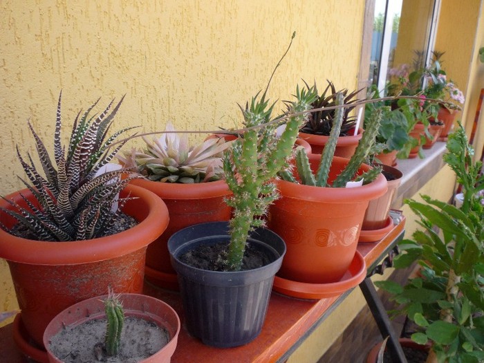 MsiG 021 - cactusi si suculente