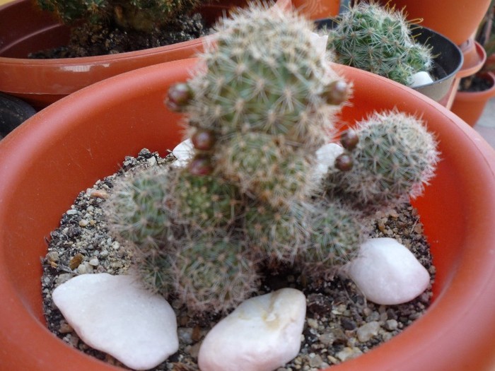 MsiG 022 - cactusi si suculente
