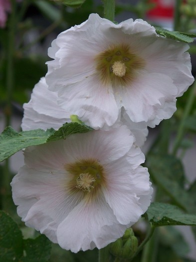 100_8256 - Iunie 2011