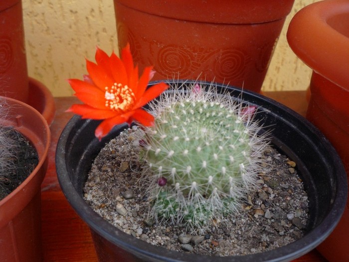 MsiG 057 - cactusi si suculente