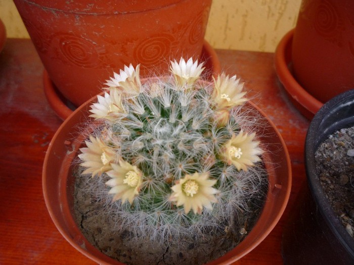 MsiG 058 - cactusi si suculente
