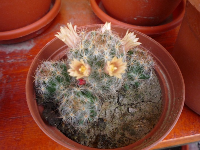MsiG 059 - cactusi si suculente