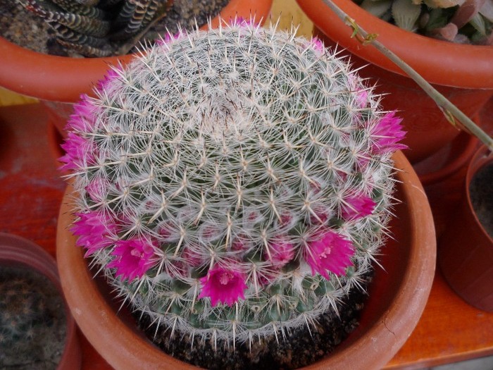 MsiG 060 - cactusi si suculente