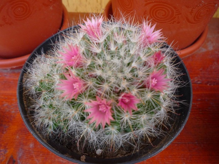 MsiG 061 - cactusi si suculente