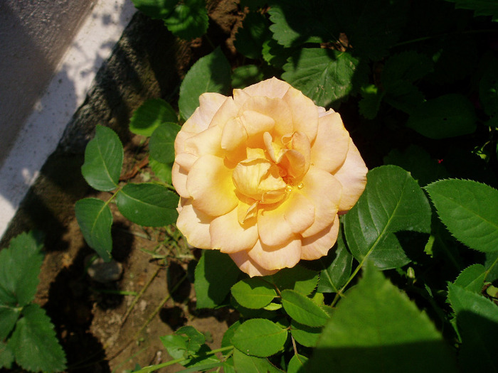 ? - Flori Mai - Iunie 2011