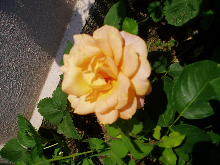 ? - Flori Mai - Iunie 2011