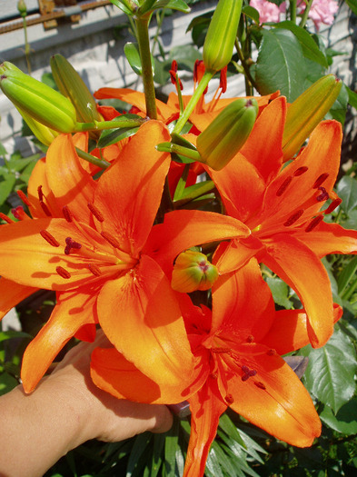 P1010080 - Flori Mai - Iunie 2011