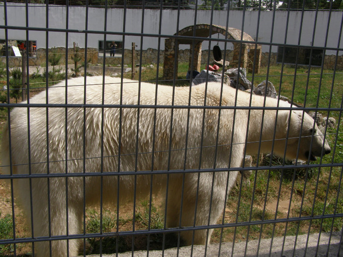 C.O. SATU MARE 082