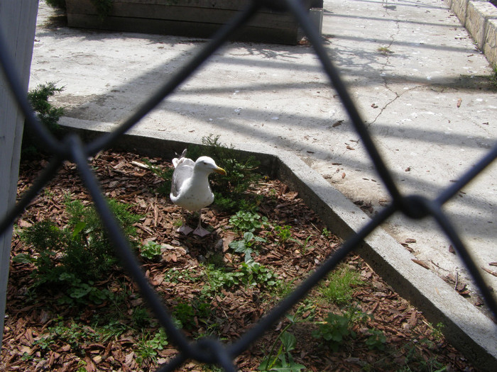 C.O. SATU MARE 084