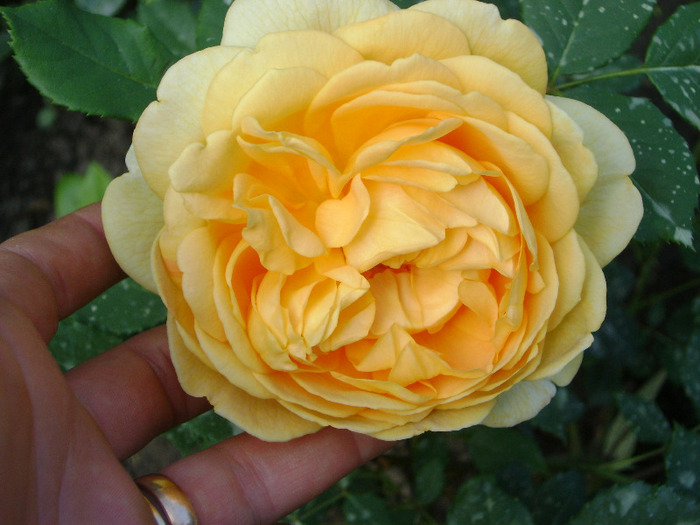 Golden C - trandafiri -rozsak 2011