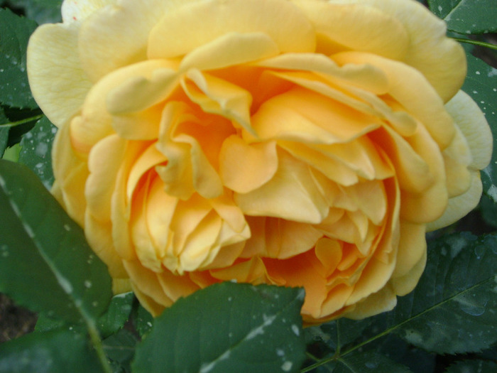 Golden C - trandafiri -rozsak 2011
