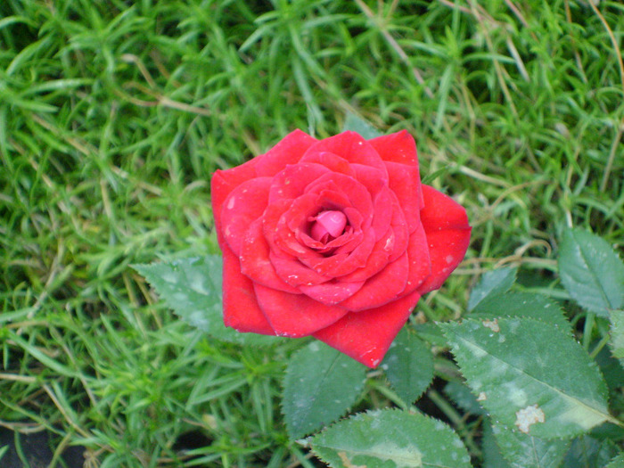 DSC04543 - trandafiri -rozsak 2011