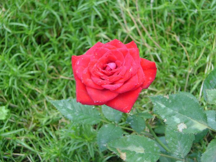 min - trandafiri -rozsak 2011
