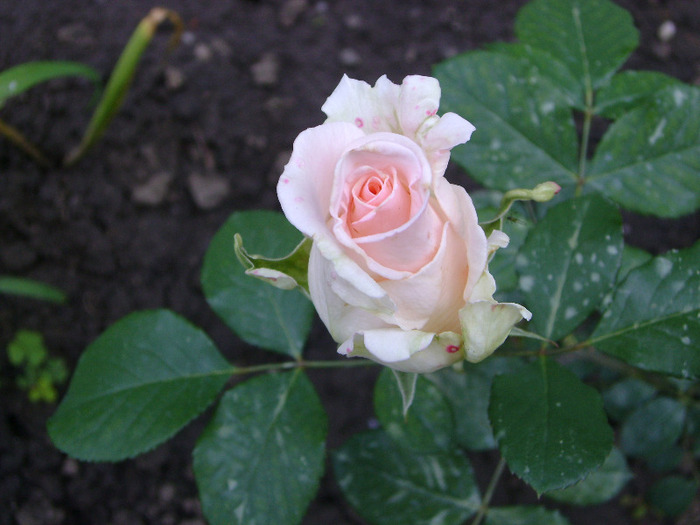 DSC04546 - trandafiri -rozsak 2011