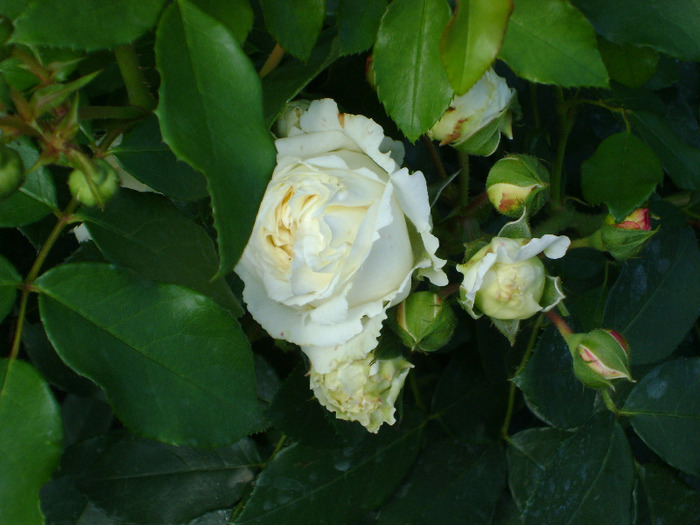 DSC04549 - trandafiri -rozsak 2011