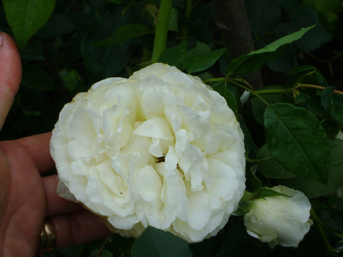 DSC04397 - trandafiri -rozsak 2011